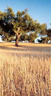 P OR T UG A L S SUPERSTAR Mighty cork oak trees punctuate the Alentejo s endless vistas.