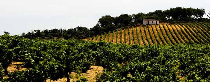 HISTO MORE THAN 3000 YEARS OF WINE HISTORY Like the region itself, the wines of the Alentejo have a long and rich history.