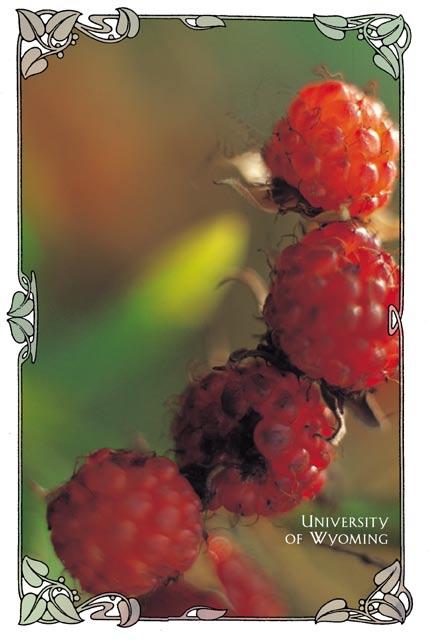 Preserving Wyoming s Wild Berries and Fruit By Margaret Butterfield and Charles Butterfield