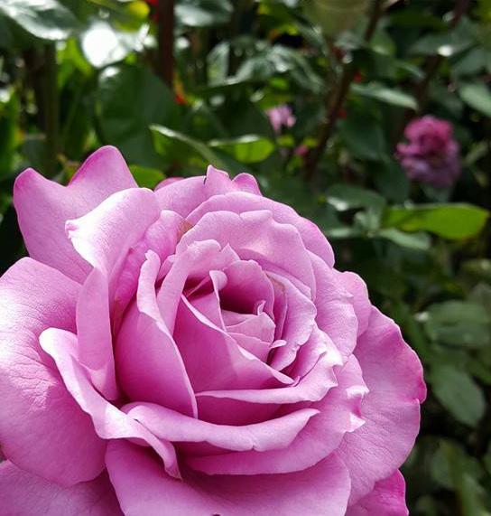 THE EASY ABC OF Rose Care WHAT TO DO & WHEN TO DO IT Spring - Planting new roses - Feeding in September - Starting a regular spraying programme - Starting regular watering when necessary Summer -