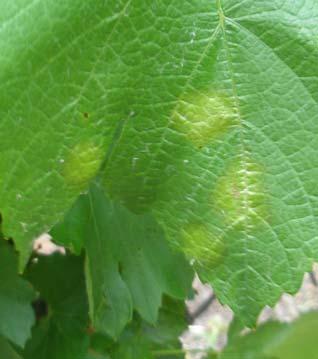 of downy mildew infections on