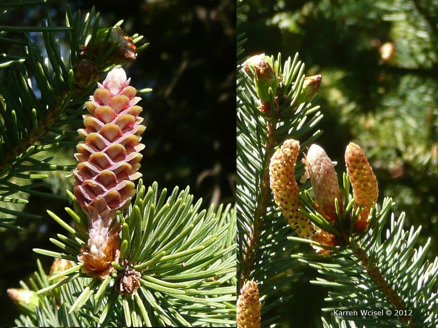 png Flower: Description: Though not true flowers, the reproductive structures on Picea are often referred to as such.