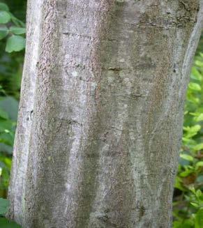 hornbeam Carpinus caroliniana small shade tree Height at