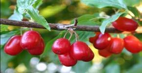 Corneliancherry Cornus mas fruit tree (self-pollinating)
