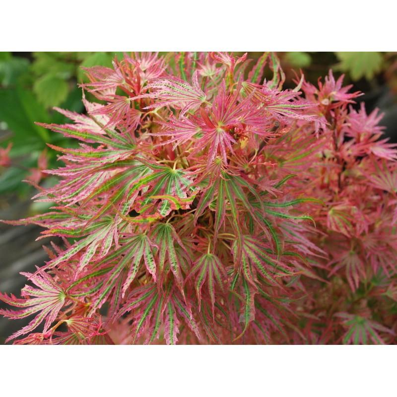 It is one of the dissected lace leaf Japanese Maples that are tolerant of the heat and sun of our South Carolina summers.