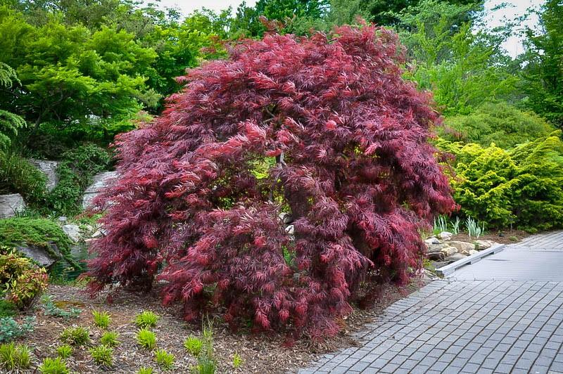 cer Palmatum 'efner's Red' Originating from North Carolina, this compact, upright growing, red-leaf selection is quickly building a reputation for superior color retention in the heat and humidity of
