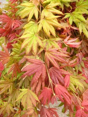 ` cer Palmatum 'Inaba Shidare' Inaba shidare is an excellent weeping red Japanese maple. This red laceleaf Japanese maple cultivar is pendulous but with a very arching effect.