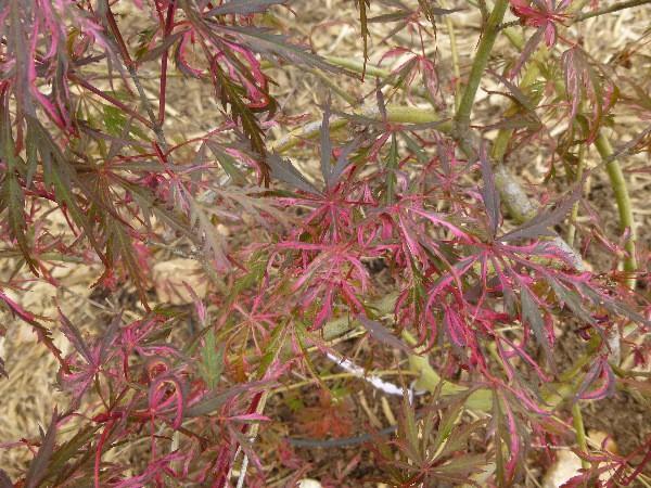 mong the best of the weeping red laceleaf maples for its leaf color retention in summer, its scorch resistance, vigor and hardiness. lways popular and attractive. Reaches -8 feet.