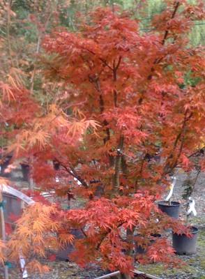 Ojishi a open multi-stemmed deciduous dwarf tree. true dwarf tree with size 4-6 feet in 10 years. Known as the male Lions ead Japanese Maple.