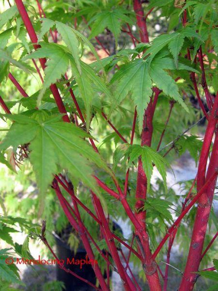 cer Dissectum 'Red Dragon' Bright scarlet leaves turning to dark burgundy in early summer and retaining its color in sun or shade is the best dissected leaf weeping Japanese Maple for