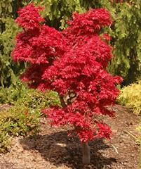 Coral Bark) The Coral Bark maple has beautiful red winter twigs which are the attraction with this fine Japanese maple.