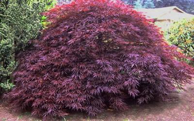 Tamukeyama's new foliage is a deep crimson-red when unfolding but soon turns to a dark-purple red. It is an excellent shade of dark red that holds until late summer.