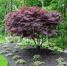 The perfect specimen tree for a smaller garden and/or yard. Reaches 8-1 feet.