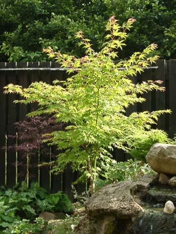 reen Leaf Japanese Maple (acer palmatum) Exquisite small tree with artistically branched stems forming a rounded crown.