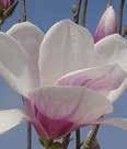 Height: 15-20 Spread: 15 to moderate, moist, average Zone(s): 3 Magnolia soulangiana SAUCER MAGNOLIA A large upright rounded shrub or small tree with a low branching habit.