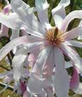 Height: 15 Spread: 12 Magnolia x loebneri LOEBNER MAGNOLIA A cross between Magnolia kobus and Magnolia stellata, resulting in a series of hybrids that mature between 20-30 with a