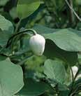 Height: 25-30 Spread: 25 Magnolia sieboldii OYAMA MAGNOLIA Colossus Oyama magnolias bloom late spring to early summer, displaying large, fragrant, nodding white flowers with red