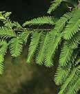 Height: 50 Spread: 25 Soil: Moist, slightly acidic Nyssa sylvatica Wildfire Nyssa sylvatica BLACK TUPELO A native tree with a horizontal branching habit and glossy green