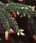Height: 15-25 Spread: 12-15 Picea orientalis Aureospicata Picea orientalis ORIENTAL SPRUCE A dense, tight, narrow, pyramidal tree, with horizontal branches and