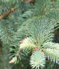 Colorado Spruce Fat Albert Glauca Globosa Picea pungens COLORADO SPRUCE A tall, dense, narrow to broad pyramidal tree, with stiff horizontal branches to the ground,