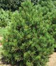 Height: 30-35 Spread: 10-15 Blue Totem A very tight upright selection that matures into a steel blue column. Ideal for tight garden spaces and specimen plantings.
