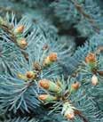 Height: 30-60 Spread: 20-30 Pinus bungeana Pinus banksiana WEEPING JACK PINE Pendula One of the most cold hardy evergreens known.