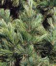 Height: 6-8 Spread: 8-10 Growth: Very slow Soil: Dry, sandy-rocky screened, acidic Zone(s): 2 NE Pinus bungeana LACEBARK PINE A multi-trunked evergreen tree with stiff