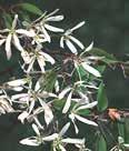 Height: 25-30 Spread: 15-20, moist NE Aesculus parvifolia BOTTLEBRUSH BUCKEYE Spreading, suckering deciduous shrub with distinct