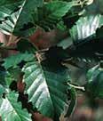 Height: 8-12 Spread: 8-15 to moderate, moist, pollution tolerant N Amelanchier laevis ALLEGHENY SERVICEBERRY The new leaves of this