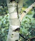 Betula platyphylla ASIAN WHITE BIRCH Szechuanica White bark has a slightly silvery cast and a somewhat open habit.