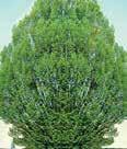 Height: 30-50 Spread: 8-10 to moderate, moist, fertile Cedrus atlantica Height: 40-60 Spread: 30-40, moist, loamy Fastigiata Blue-green