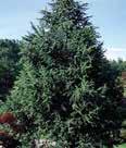 Height: 40-60 Spread: 20-25, moist, loamy NURSERY/TREES Carpinus betulus EUROPEAN HORNBEAM Trunks have smooth gray bark and a muscle-like