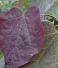 Rose-purple flowers appear before the heart shaped dark maroon leaves.