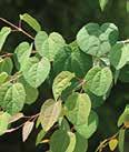 Green heart shaped leaves turn a soft yellow in the fall.