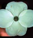 Height: 15-20 Spread: 15-20, moist Rutcan x Constellation A low-branched, erect, upright branching habit bearing flowers with pure white, slightly pointed bracts that don t overlap,