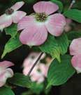 Height: 18-20 Spread: 18-20 Rutlan x Ruth Ellen A low-branched tree with more of a spreading habit similar to Cornus florida than to the vase-shaped young Cornus kousa.