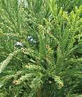 Height: 60-80 Spread: 10-20 NURSERY/TREES Yoshino Foliage color is a bright blue-green turning bronze in winter. Beautiful sculptural foliage. Conical habit.