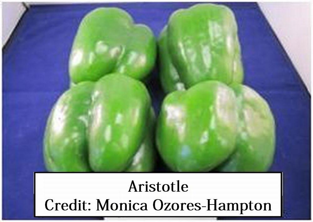 Has wide adaptability with good yield. Green to red bell pepper.