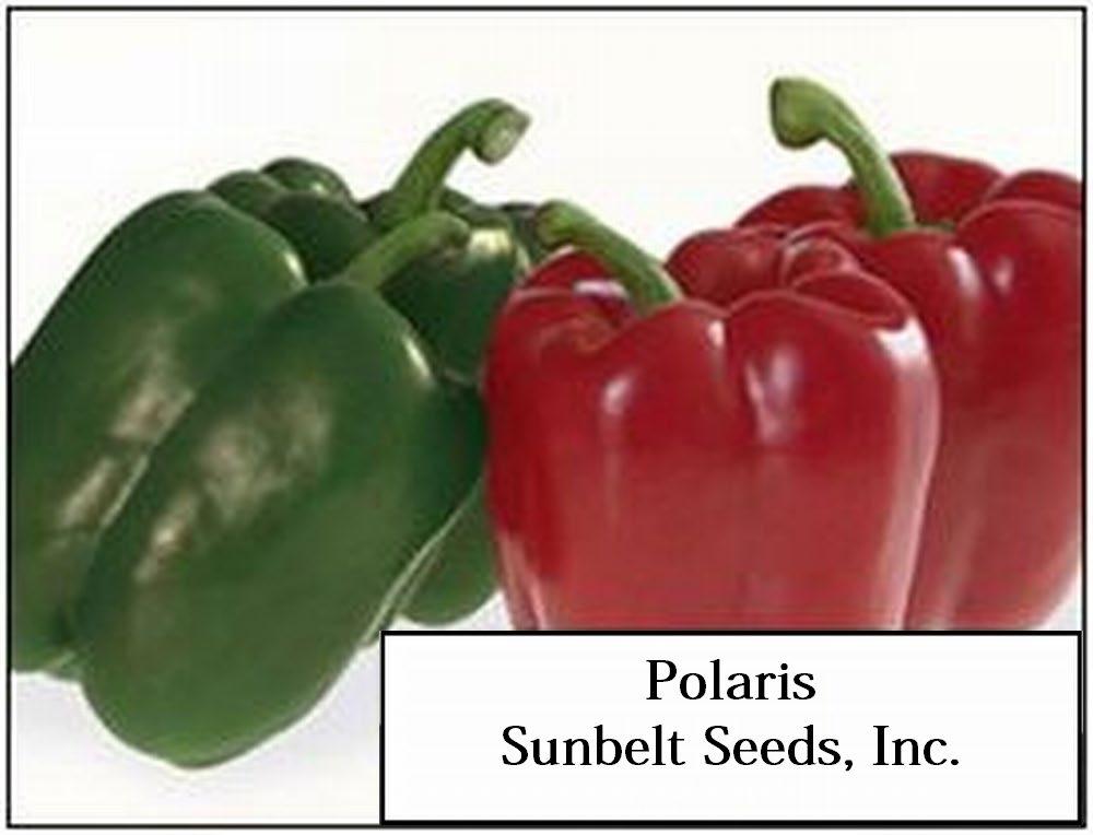 Figure 11. Polaris Uniform, blocky, green to red fruit. R to Xcv 1-3.