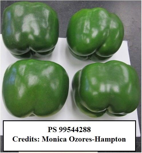 Figure 17. PS 09979325 Large, robust, blocky green-to-red bell pepper.