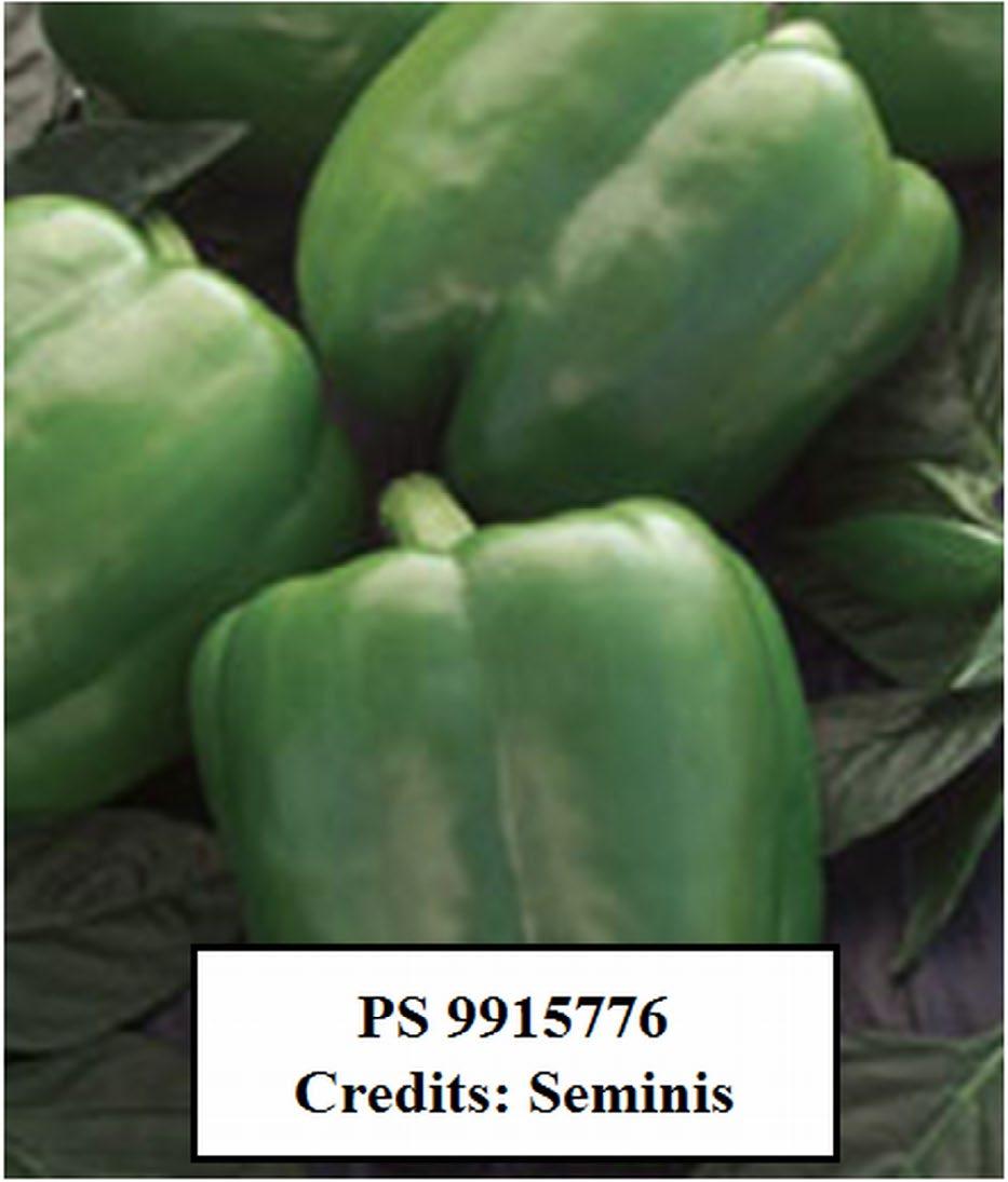 PS 9954288 Plant with early maturity and high fruit yield.