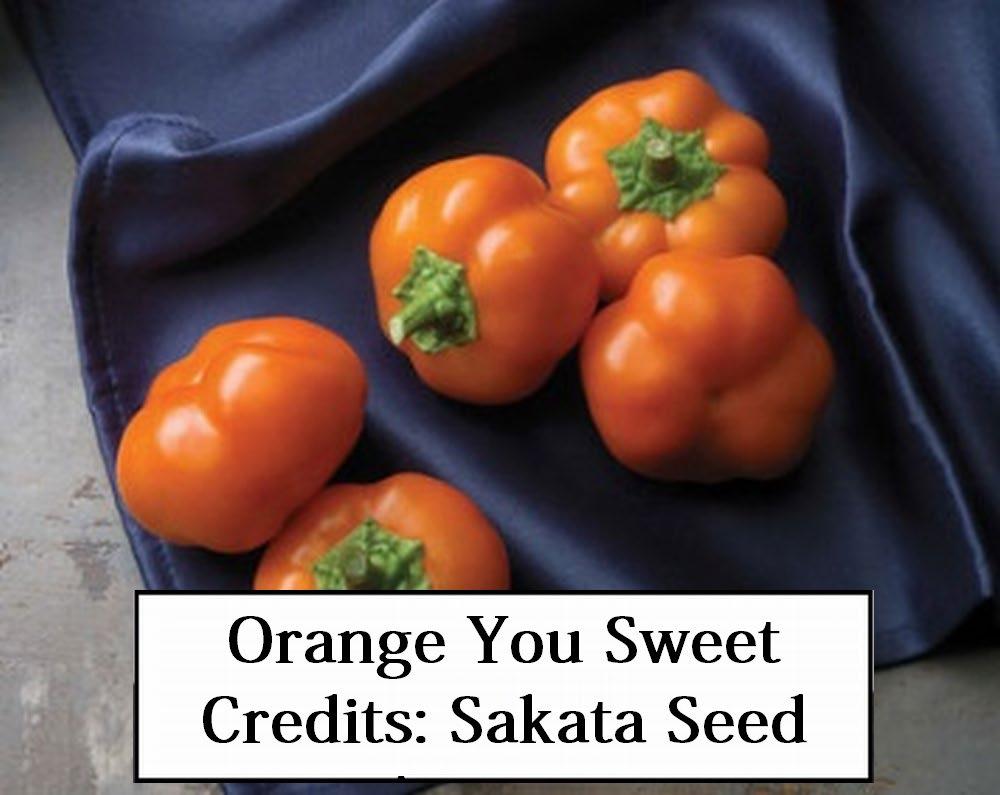 Sakata Seed America, Inc. Credits: Sakata Seed America, Inc. Figure 23.
