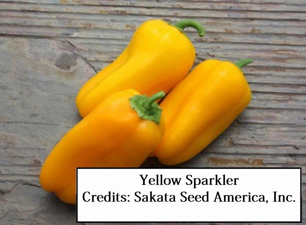 Figure 27. Yellow Sparkler Fruit turn from green to bright, rich yellow.