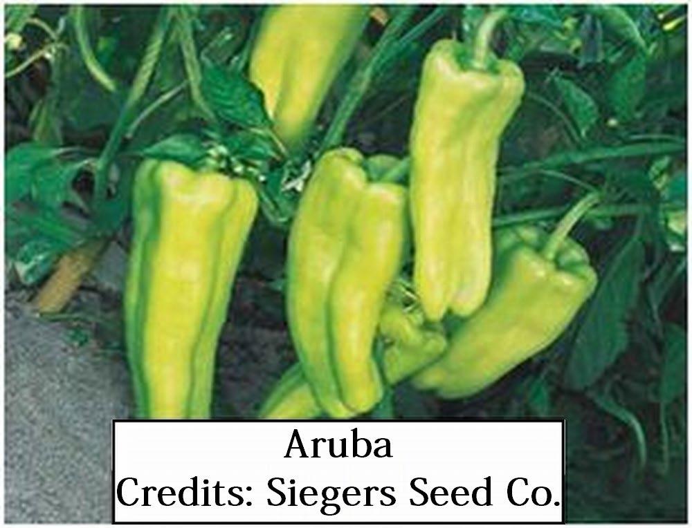 Cubanelle Figure 31. Aruba Cubanelle type, early-maturing, erect plant, 3 4 lobed, elongated fruit, matures from a pale lime green to a bright red. Syngenta. Credits: Siegers Seed Co. Figure 32.