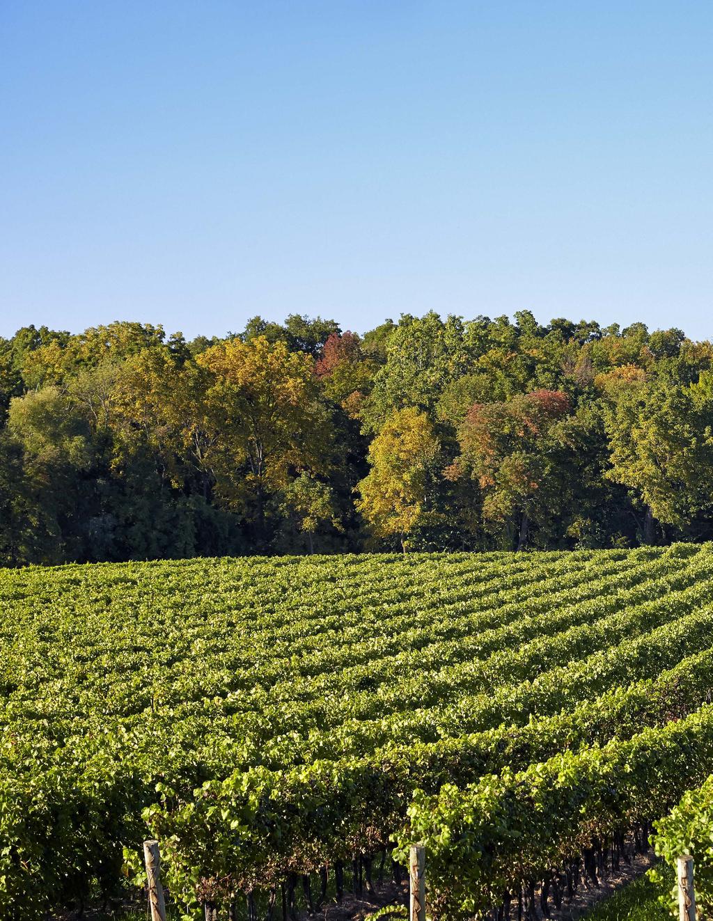 About VQA Ontario In its capacity as Ontario s wine authority, VQA Ontario exercises delegated authority to administer and enforce the VQA Act and its associated regulations.