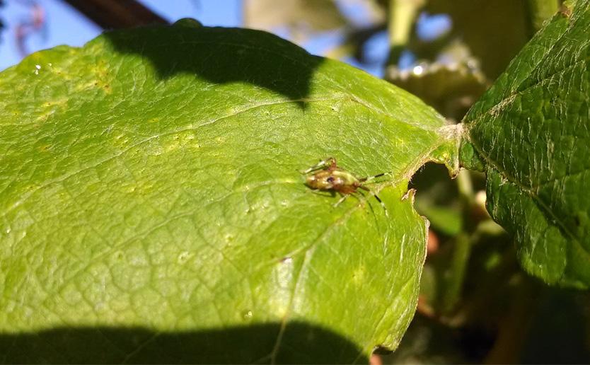 IPM Tim Weigle, NYSIPM, LERGP Banded Grape Bug The warm weather and sunny skies have jumpstarted, not only the grape vines in the area, but some of our insect pests as well.