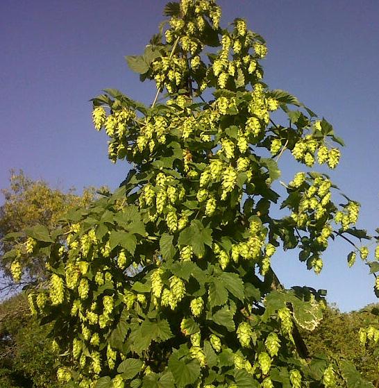 Hops Production in the Lake Erie Region When: Saturday, June 21, 2014 Time: 8 AM 4 PM Where: Brocton Central School 138 West Main Rd.