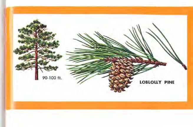 LOBLOLLY PINE (Pinus taeda) needles are in clusters of 3, slender, stiff, 6-9 inches long, pale green, and deciduous during the third season.
