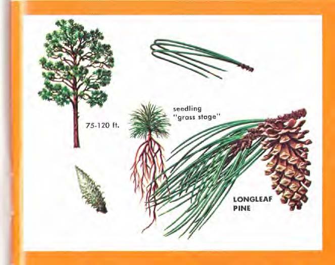 The bark of loblolly pine is thick, bright reddish-brown, and divided by shallow fissures into broad, flat-topped plates covered with thin scales.
