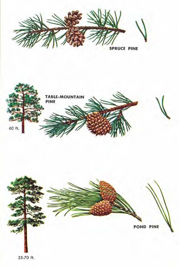 SPRUCE PINE (Pinus glabra) needles are dark green, soft, slender, 1. 5-3 inches long, deciduous between the second and third years, and grow in 2-leaved bundles.